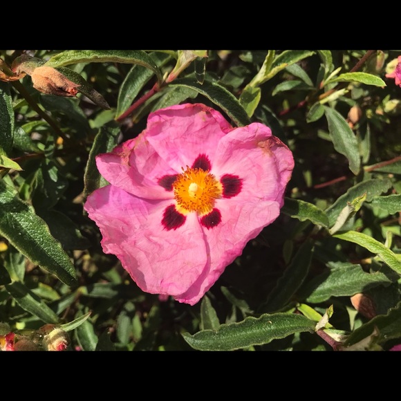 Loving Poshmark - Picture 4 of 6